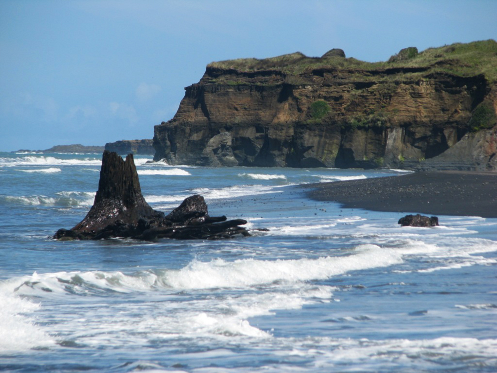 Our Awesome Earth 80 000 year old tree stumps - Waverley Beach.jpg